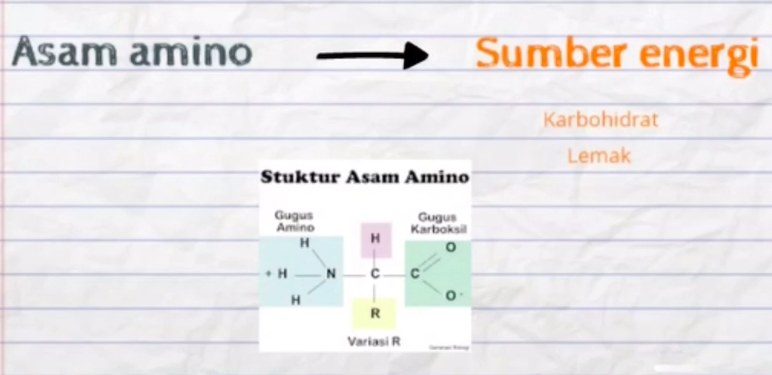 Asam Amino dapat berubah dari bentuk satu ke bentuk lainnya (transaminasi)