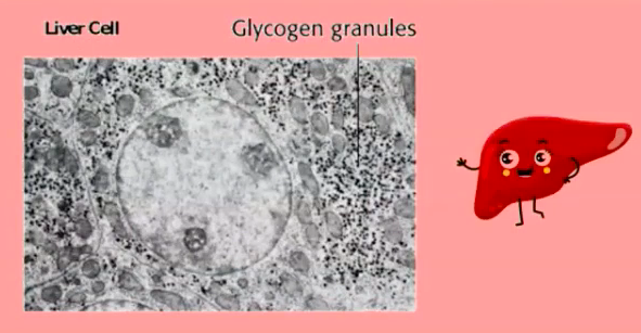 Bagaimana tubuh membentuk glikogen sebagai simpanan glukosa?